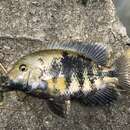 Image of Montecristo cichlid