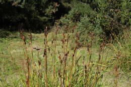 Image of German Iris