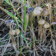 Plancia ëd Psilocybe semilanceata (Fr.) P. Kumm. 1871