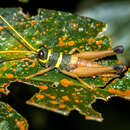 Image de Eucosmetacris cingulata (Bolívar & I. 1881)