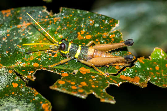 صورة Eucosmetacris