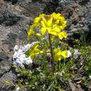 Слика од Erysimum arenicola S. Watson