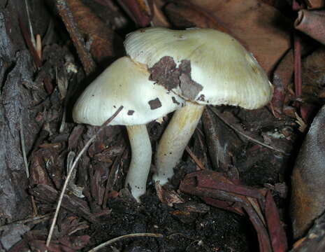 Inocybe geophylla (Bull.) P. Kumm. 1871 resmi