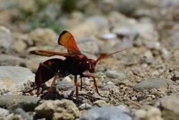 Слика од Cryptocheilus rubellus (Eversmann 1846)