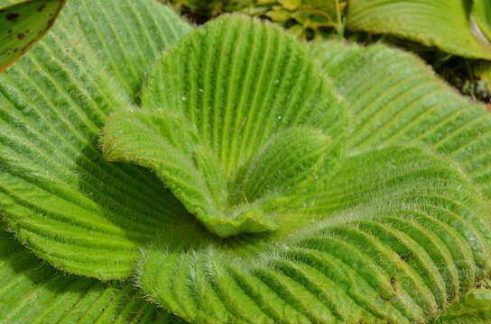 Image of Pleurophyllum speciosum Hook. fil.