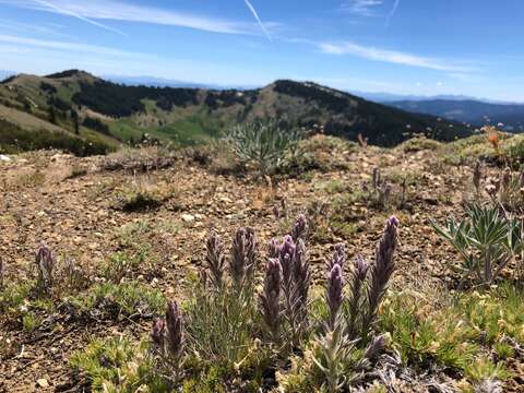 Image of splithair Indian paintbrush