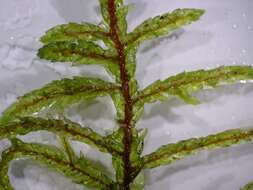 Image of big red stem moss