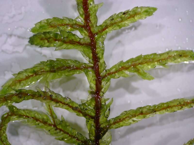 Image of big red stem moss