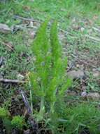 Image of fennel