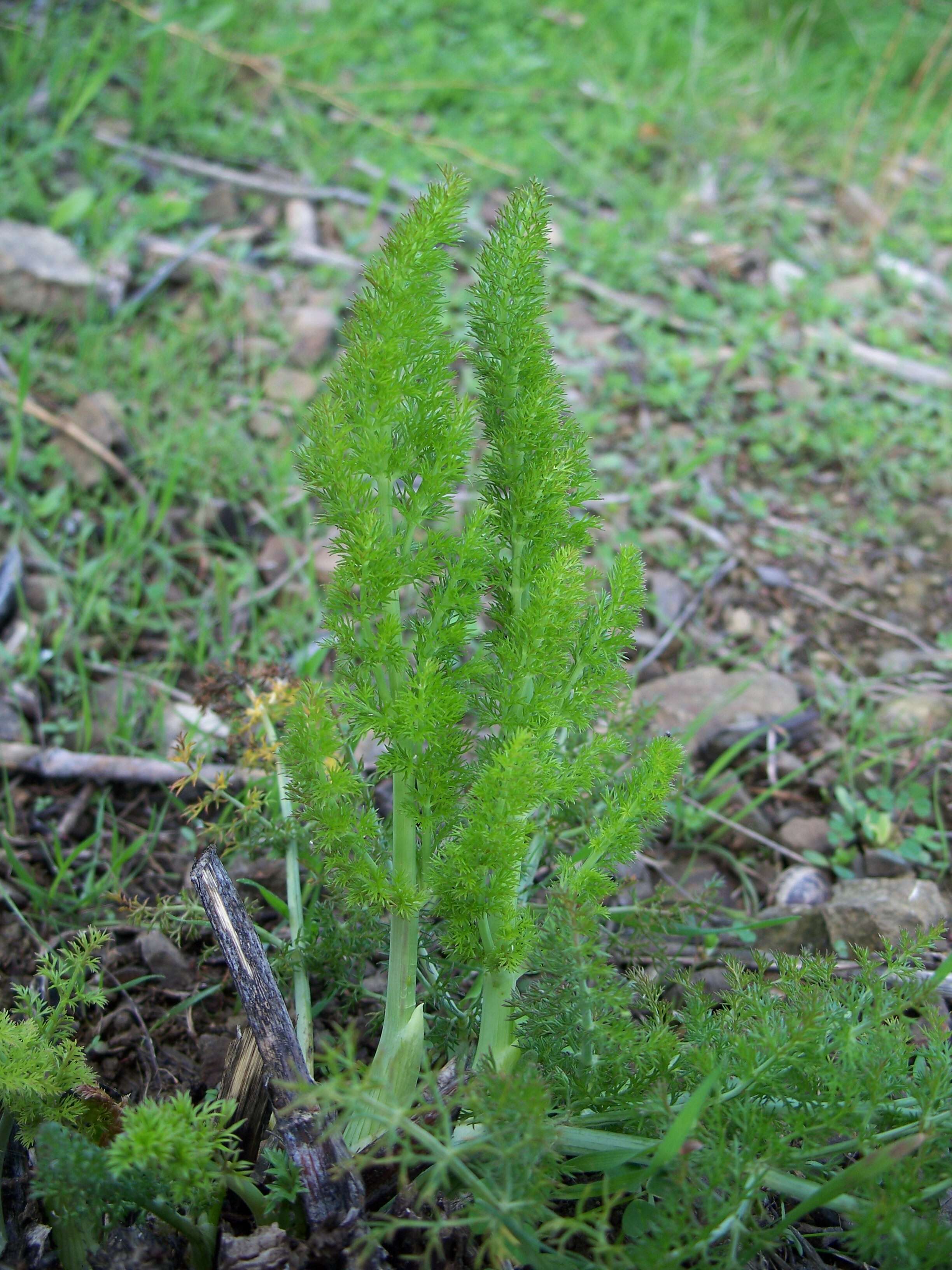 Image of fennel