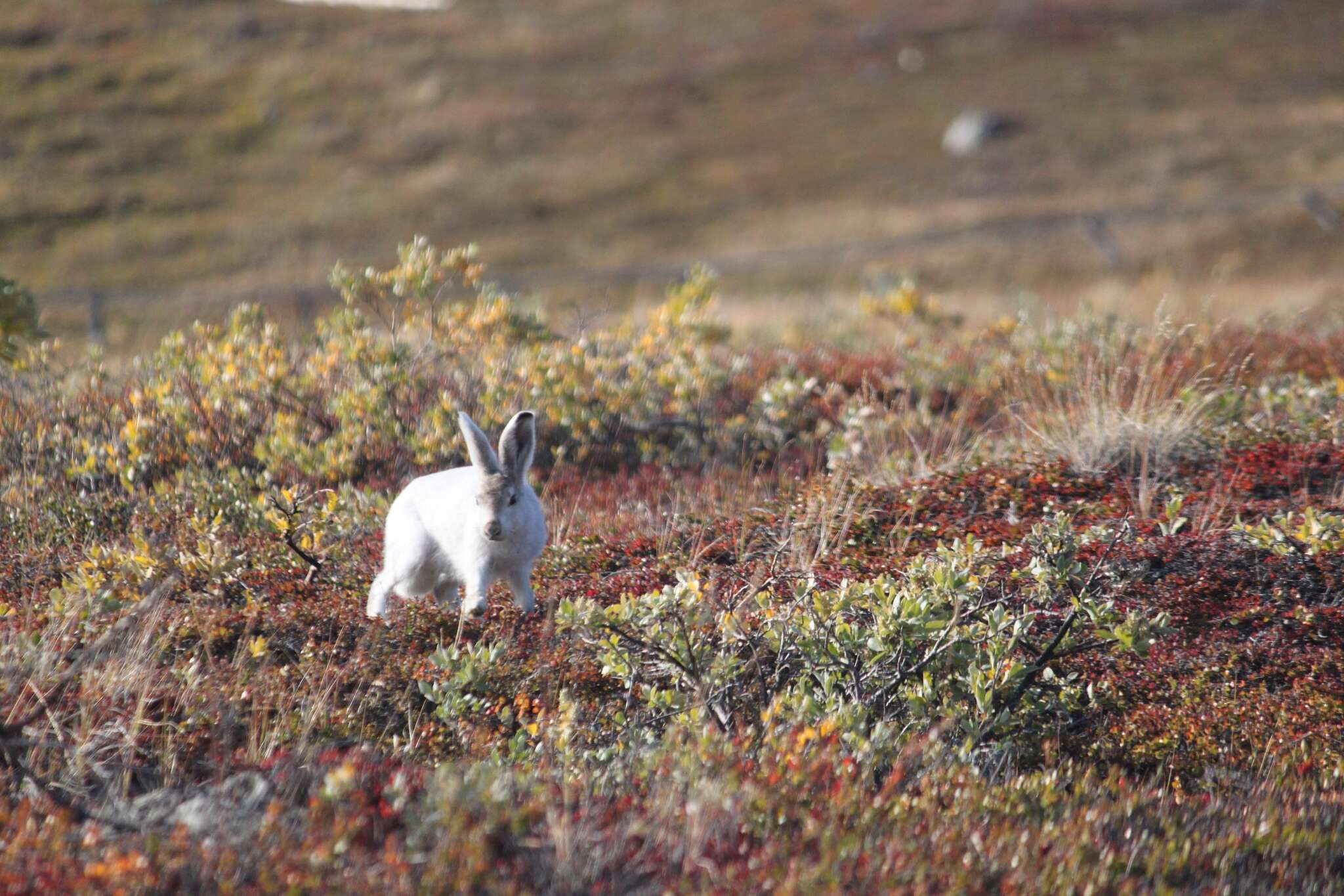 Image of Arctic Hare
