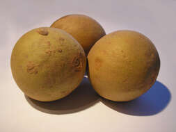 Image of sapodilla