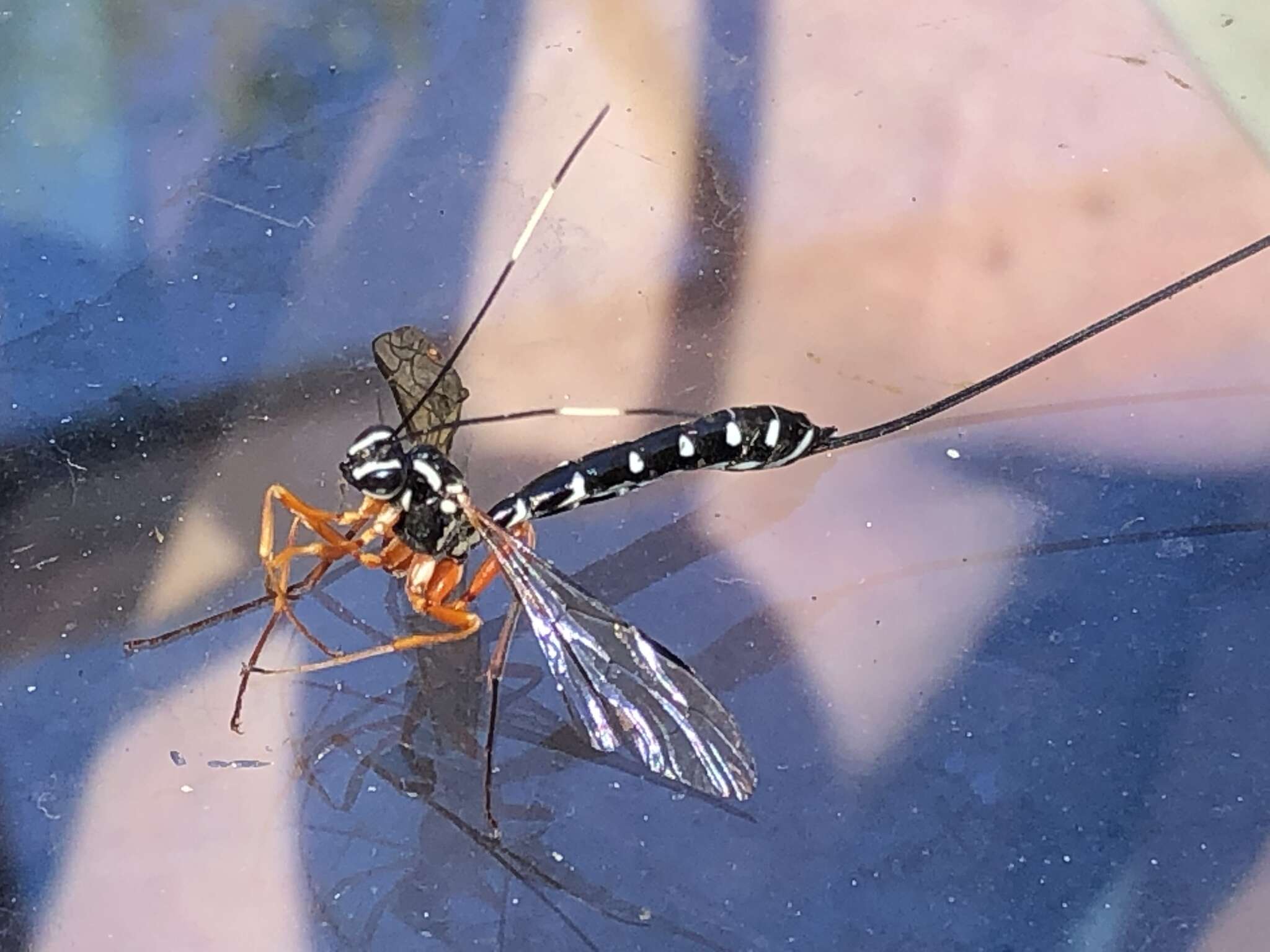 Image of Sirex parasitoid