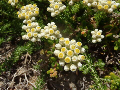 Image of Needle Everlasting