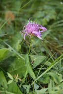 Image of brown knapweed