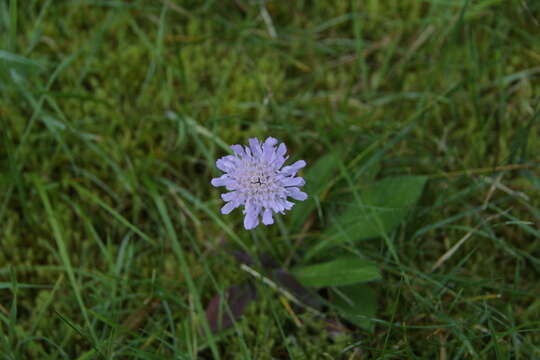 Слика од Knautia arvensis (L.) Coulter