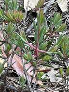 Image of Darwinia biflora (Cheel) B. G. Briggs