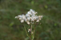 Image of wood ragwort