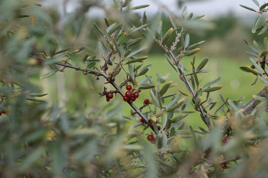 Image of silver buffaloberry