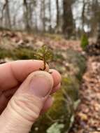 Image of Porella pinnata L.