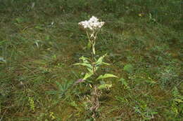 Image of wood ragwort