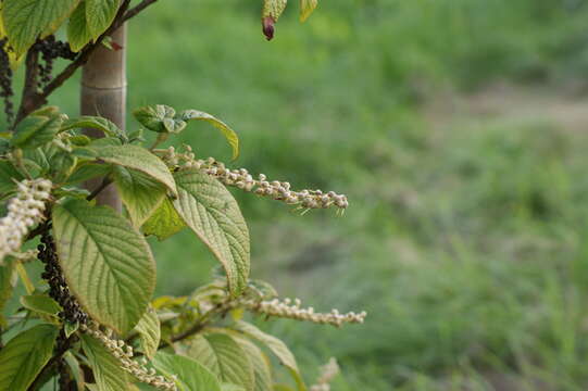 Image of mountain sweetpepperbush