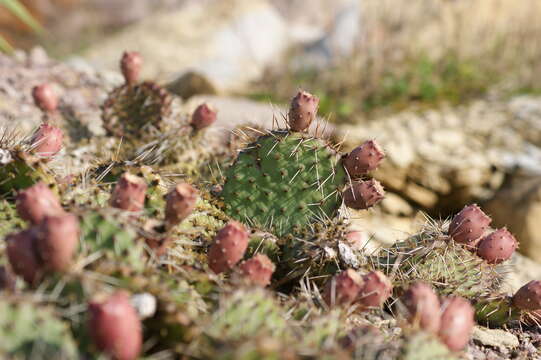 Image of Brownspine Pricklypear