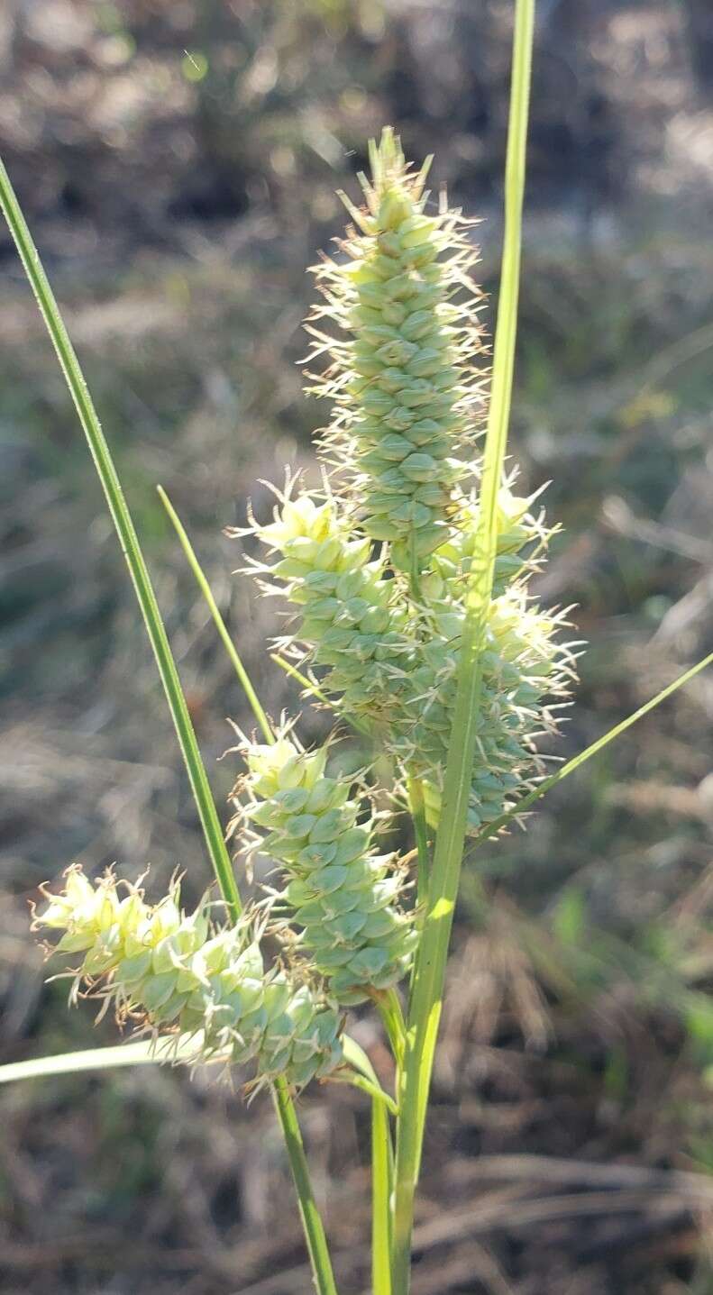 Image of Warty Sedge