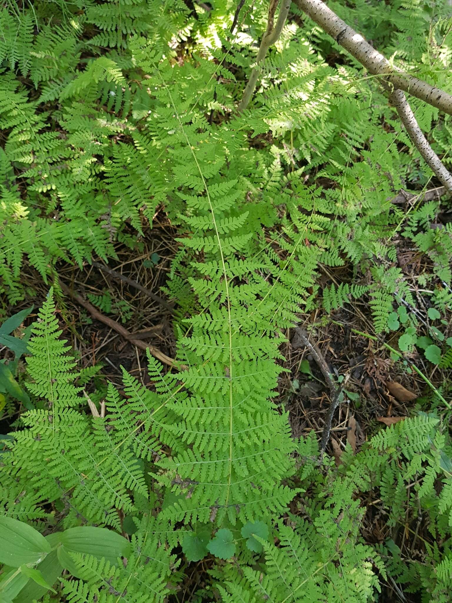 Image of bulblet bladderfern