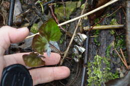 Image of sharplobe hepatica