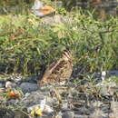 Image of Pin-tailed Snipe