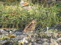 Image of Pin-tailed Snipe