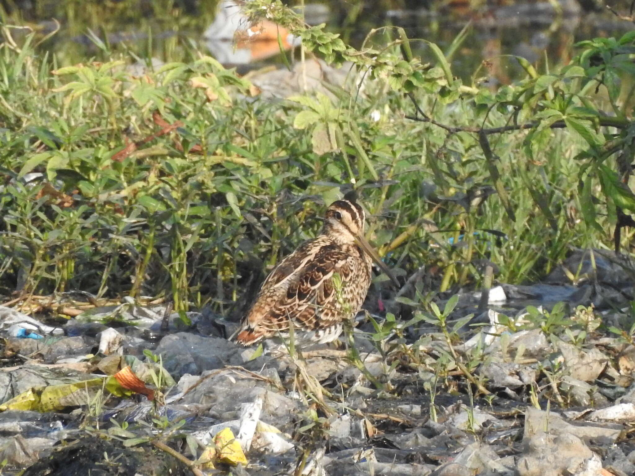 Image of Pin-tailed Snipe