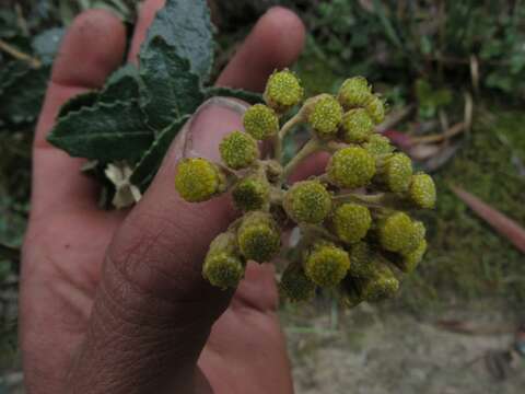 Image of Scrobicaria