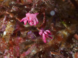 Plancia ëd Okenia atkinsonorum Rudman 2007