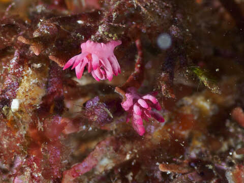 Plancia ëd Okenia atkinsonorum Rudman 2007