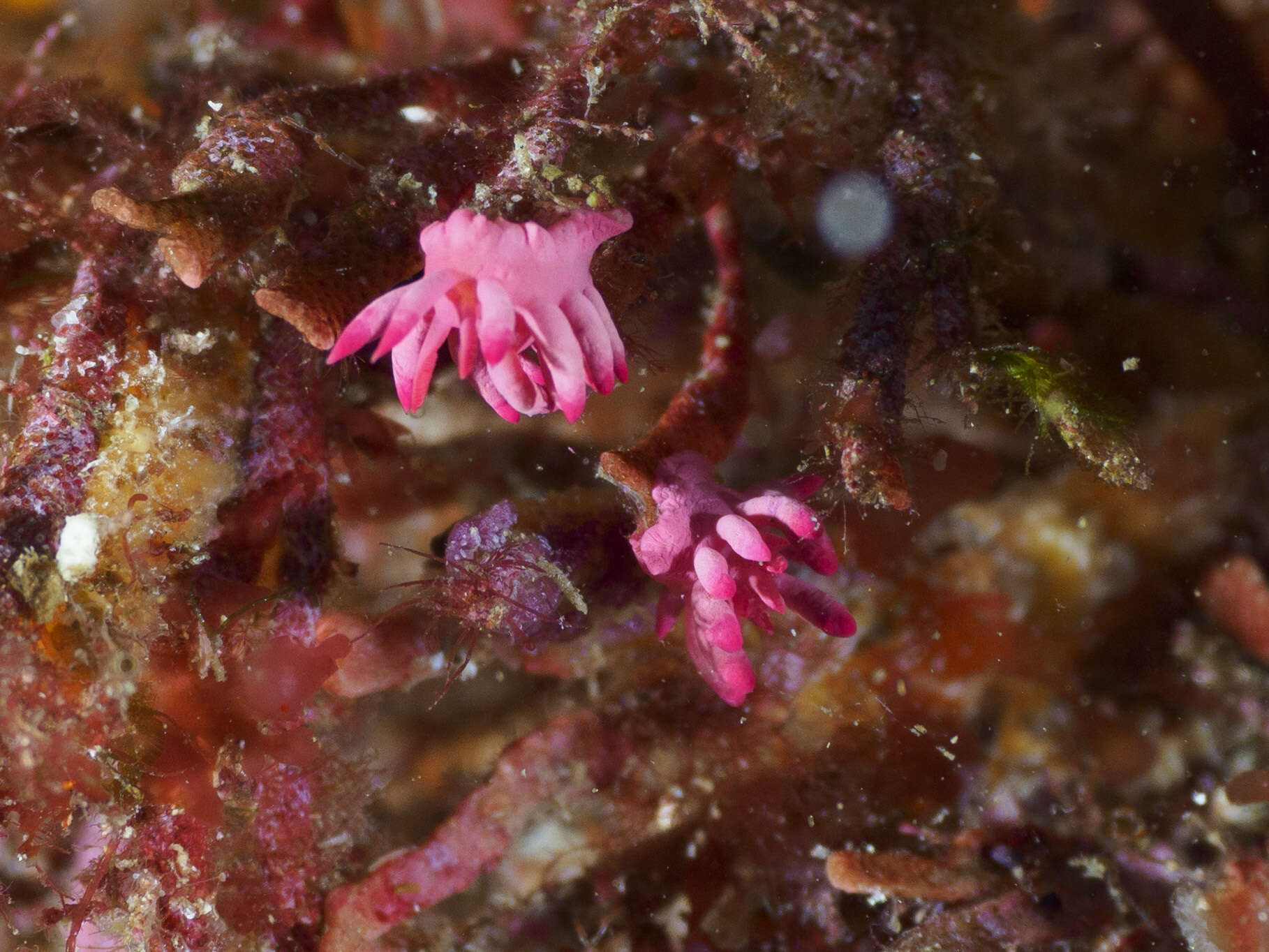 Plancia ëd Okenia atkinsonorum Rudman 2007