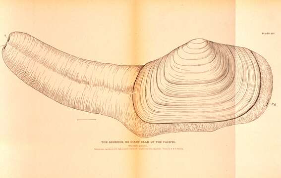Image of Pacific Geoduck