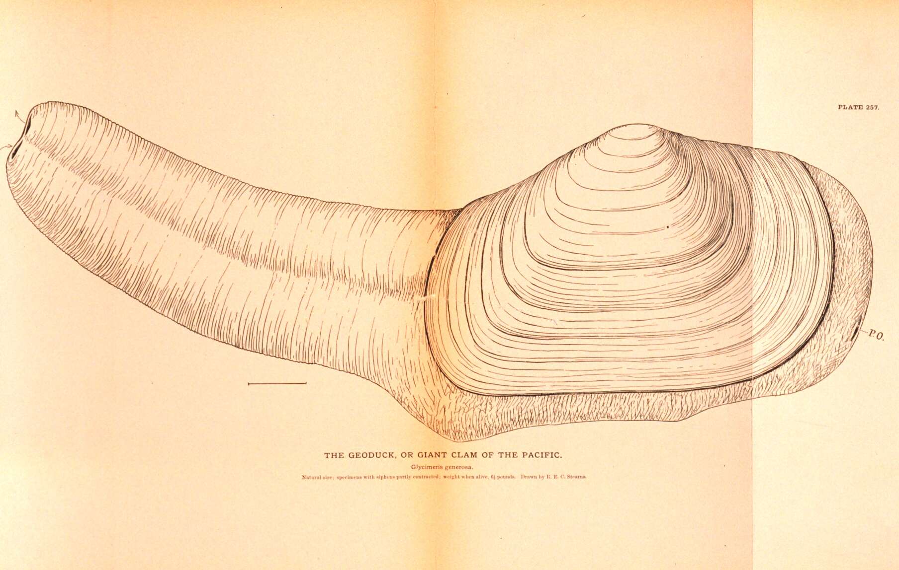 Image de Panopea generosa A. A. Gould 1850