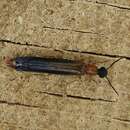 Image of Timber Beetle