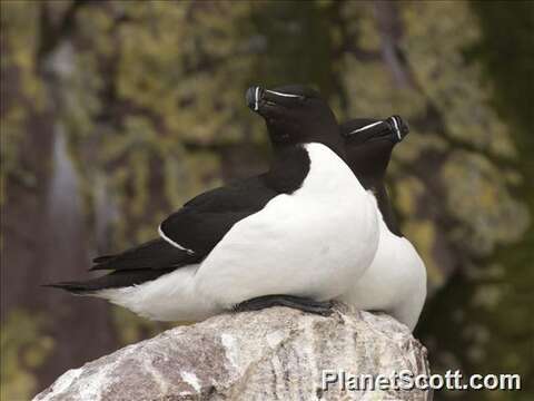 Image of Lesser auk