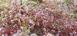 Image of Sedum caeruleum L.