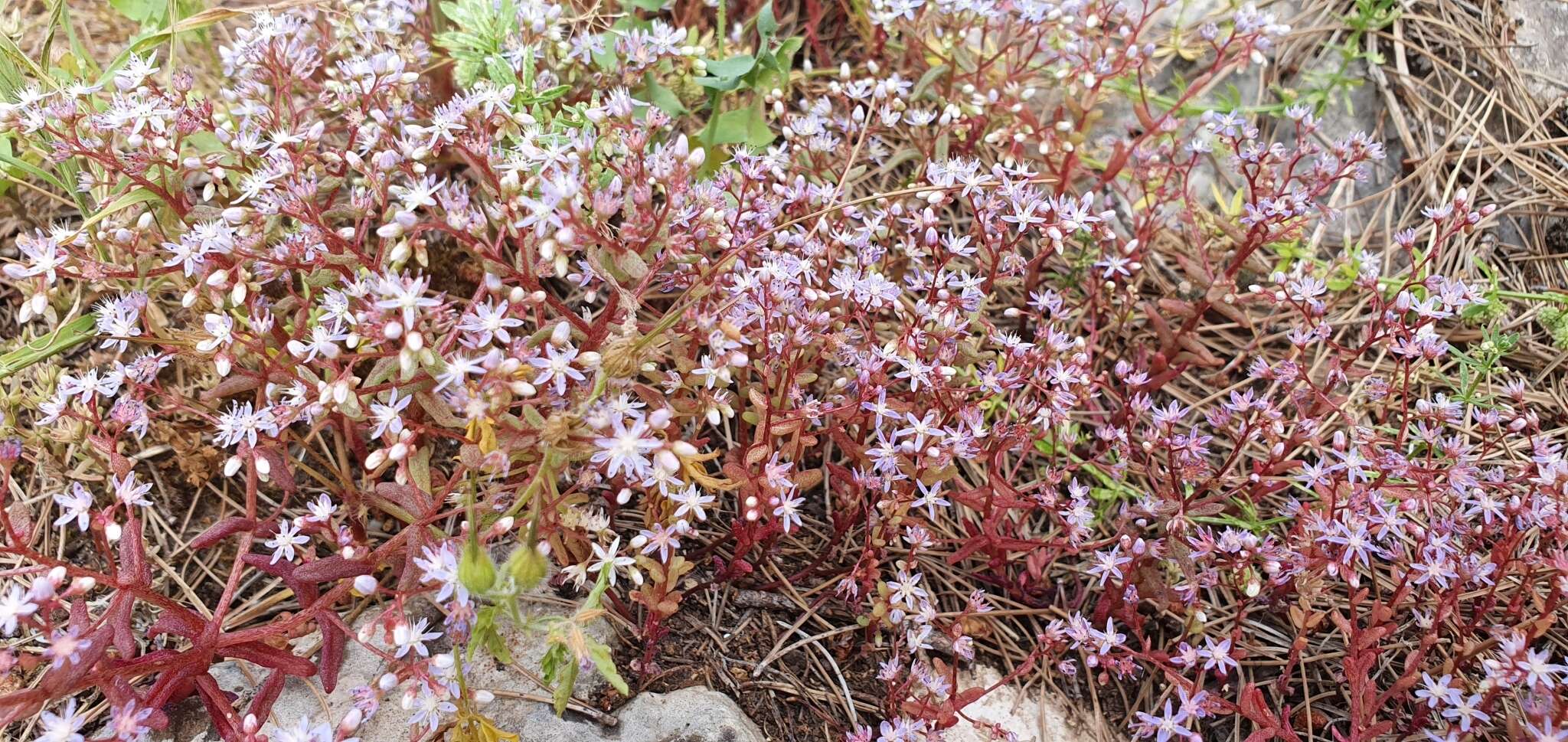 Image of Sedum caeruleum L.