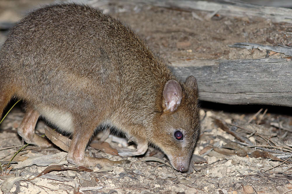 Image of Brush-tailed Bettong