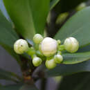 Clusia fluminensis Planch. & Triana的圖片