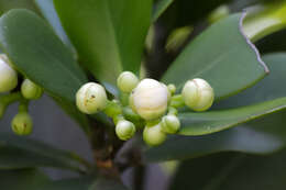 Clusia fluminensis Planch. & Triana的圖片