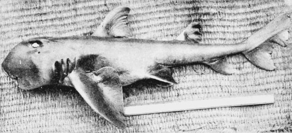 Image of Port Jackson Shark