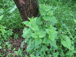 Image of Saussurea grandifolia Maxim.