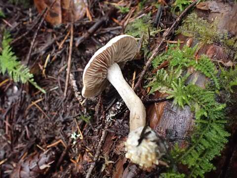 Image of Clitocybe sclerotoidea (Morse) H. E. Bigelow 1958