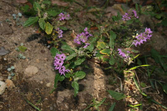 Image of Thomasia purpurea (W. T. Aiton) Gay